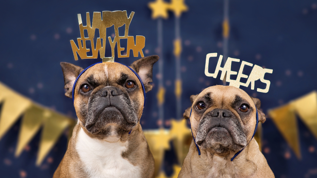 New Year, New Goals for Your Pet's Health - Setting Healthy Habits for Your Cat or Dog in 2024!