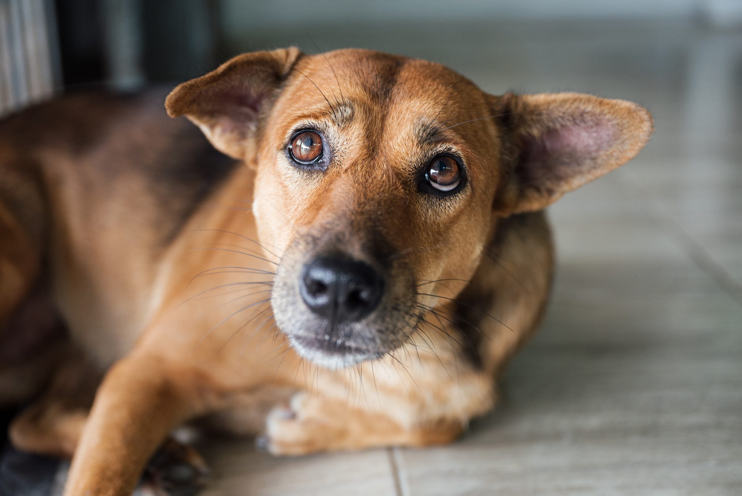 Does Your Pet's DNA Make Them Prone to Kidney Illness?