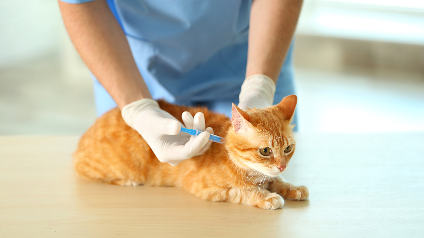 It’s National Immunization Awareness Month: Protect your Furry Friends!