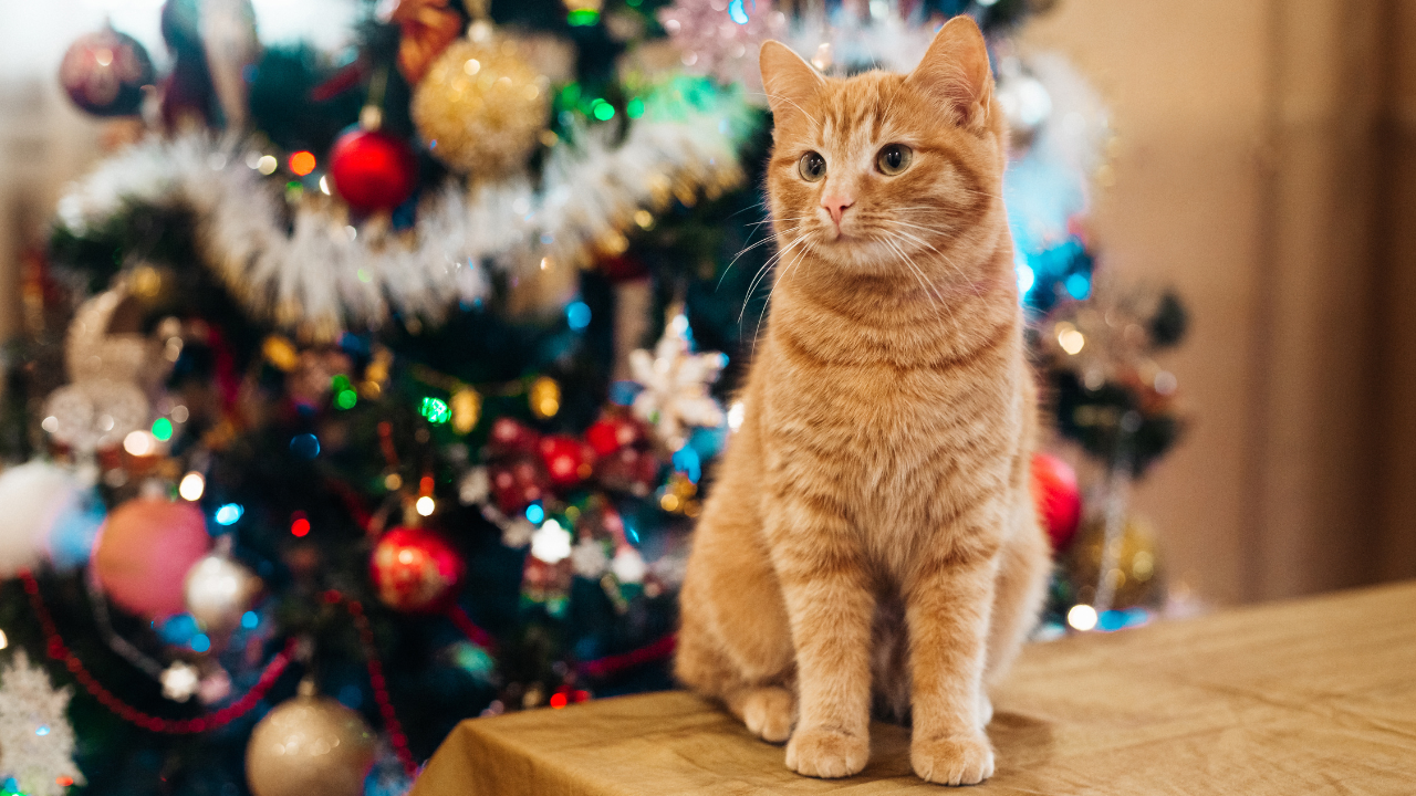 Kidney-Chek's Holiday Gift Guide: Unique and Thoughtful Gifts for Pets