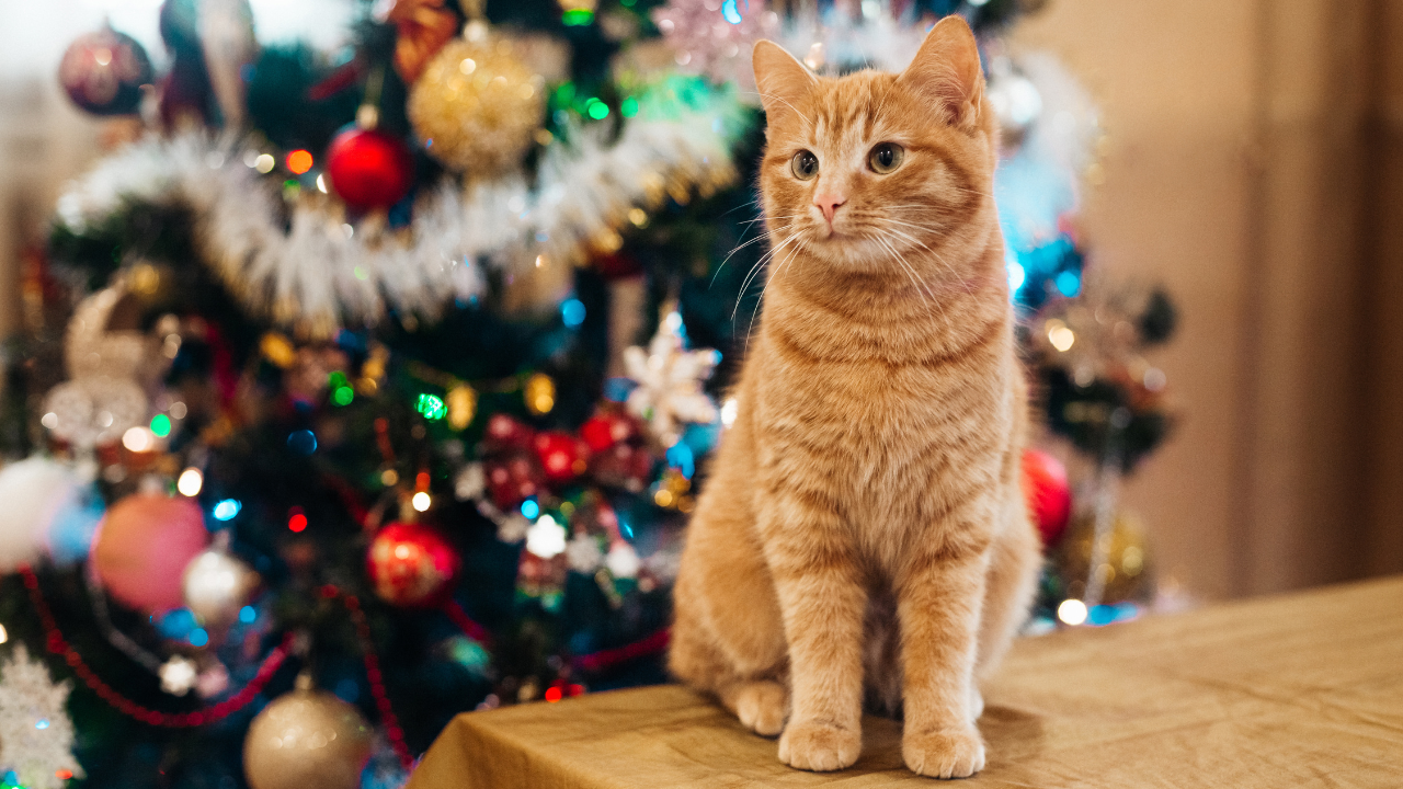 Holiday Pet Gifts Spoil Your Furry Friend this Season