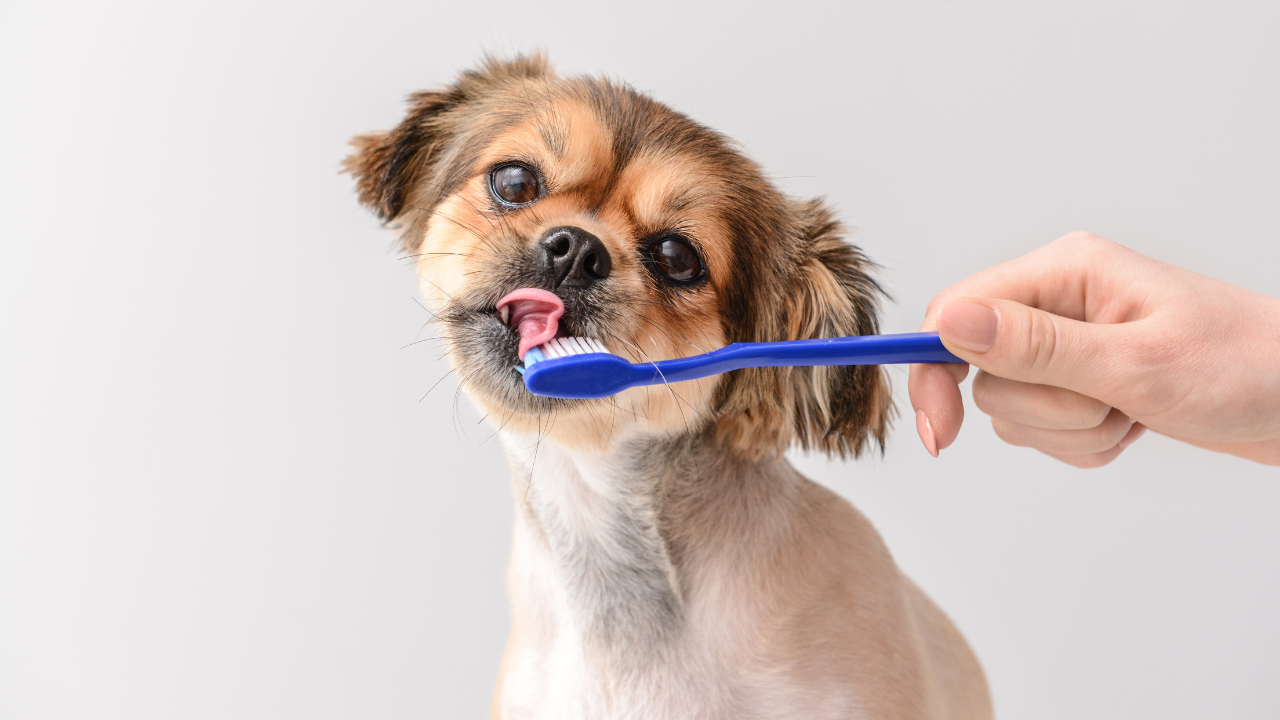 The Importance of Dental Care for Your Pet's Longevity and Happiness