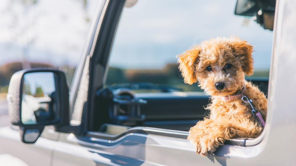 Summer Travel with Your Pet - Tips for a Safe and Stress-Free Trip