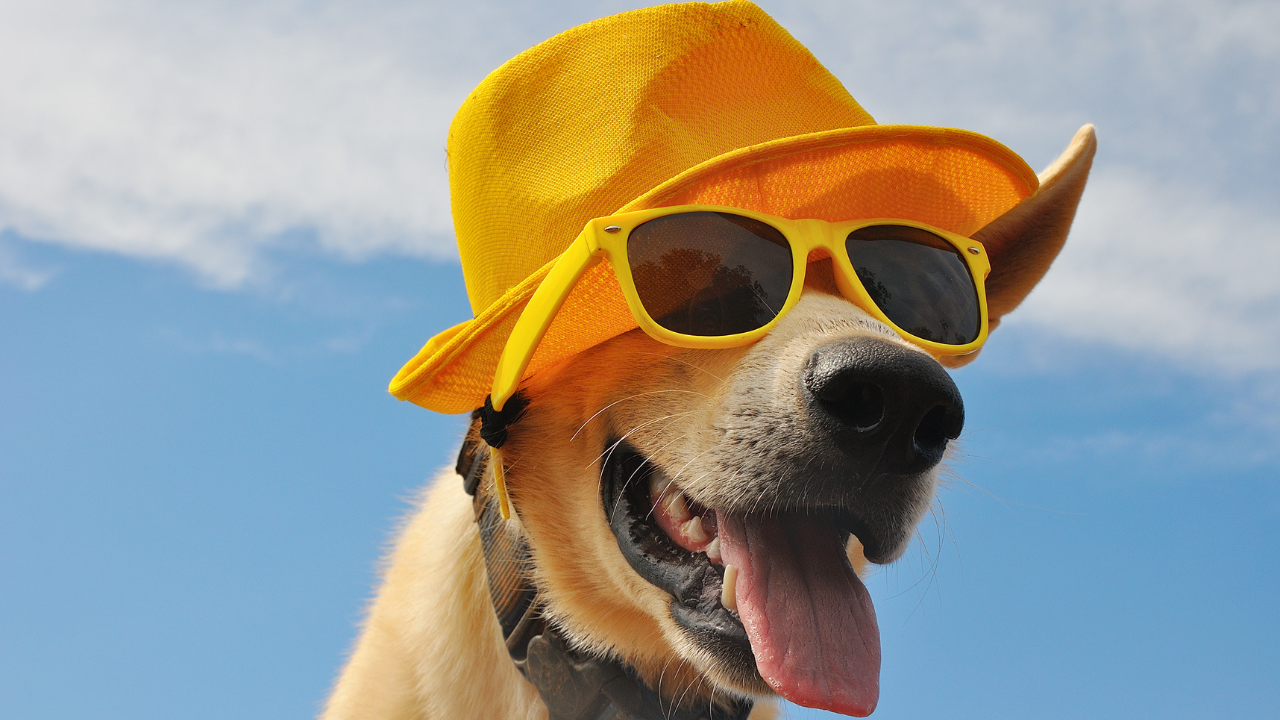 4 Fun Ways to Spend Time with Your Pet this Summer!