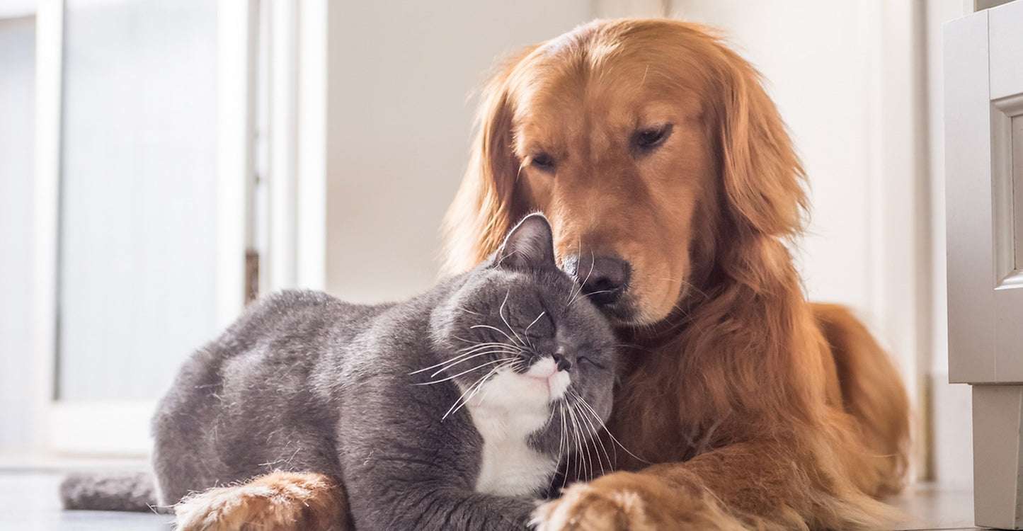 Risk Factors for Chronic Kidney Disease (CKD) in Cats and Dogs