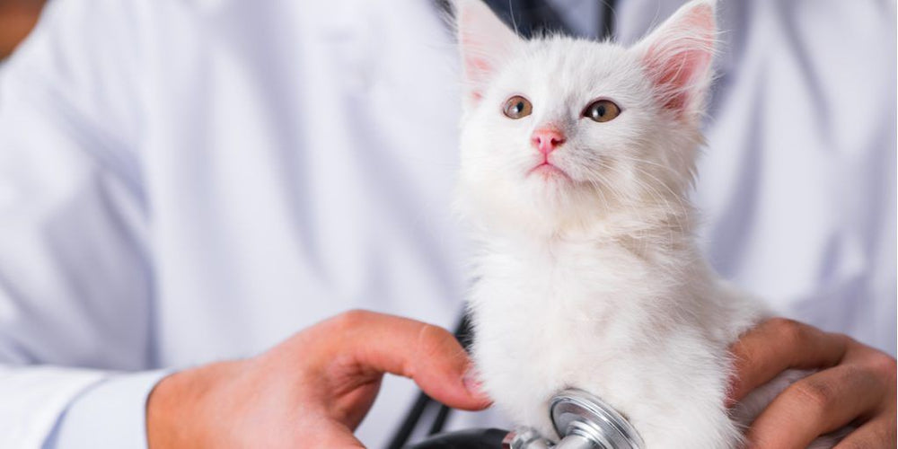 Staging Chronic Kidney Disease in Pets