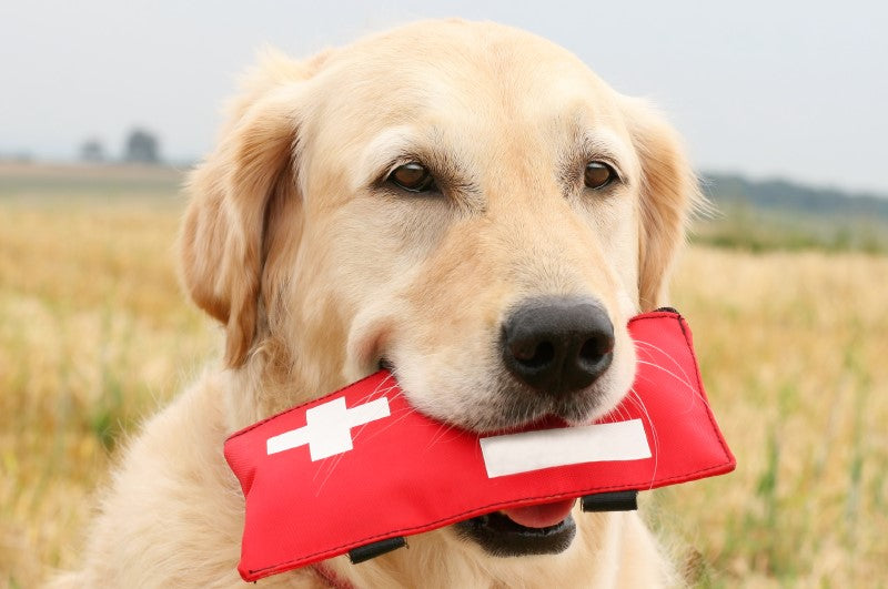Do You Know the Basic First Aid Techniques for Pets?