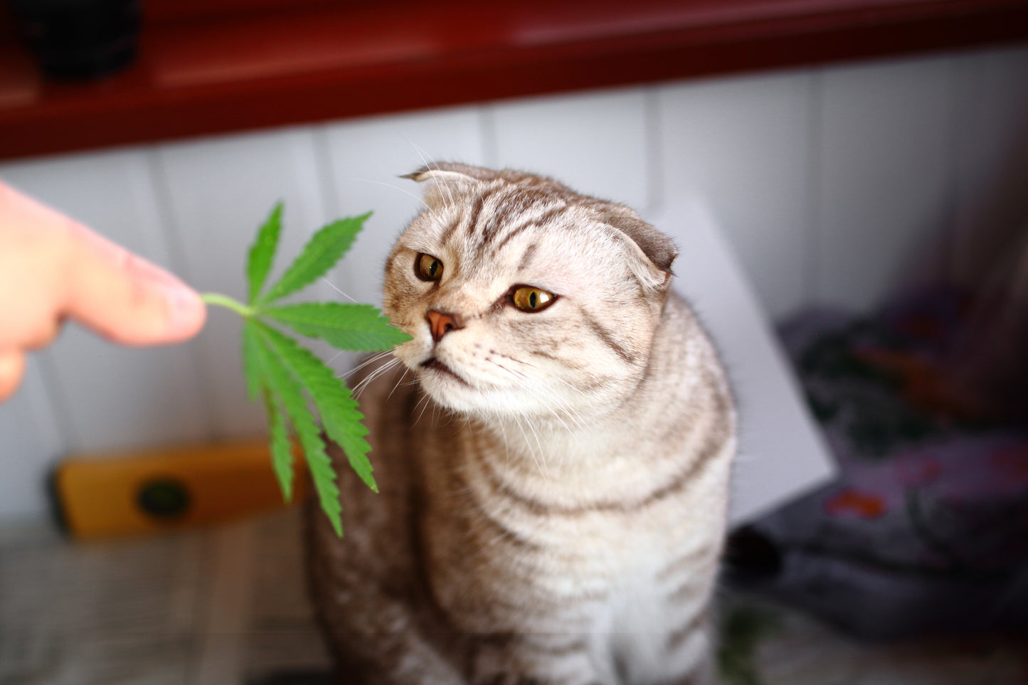 Hot Topic: Is CBD Oil Safe For My Pet?