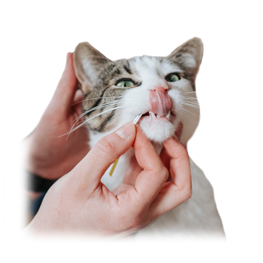 Cat getting tested with Kidney-Chek saliva test for kidney health